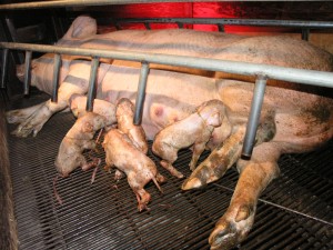 Confinement of mother pigs. Photo courtesy Animals Australia