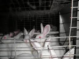 rabbit farms