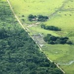 Deforestation aerial cattle farm view