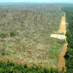 Deforestation of the amazon jungle