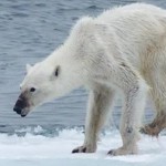 Polar bear emaciated due to climate change
