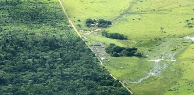 Deforestation aerial cattle farm view